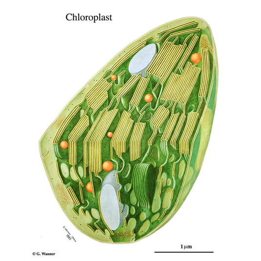 Schemazeichnung eines Chloroplasts