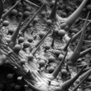 Pelargonium graveolens (Geranie): Haare und Drüsenhaare des Blattes (Lebendmikroskopie)